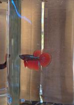 Betta's mannetjes, Vis