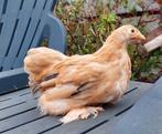 2 cochin kriel hennen,  leuk soort ,super lief., Dieren en Toebehoren, Pluimvee, Vrouwelijk, Kip