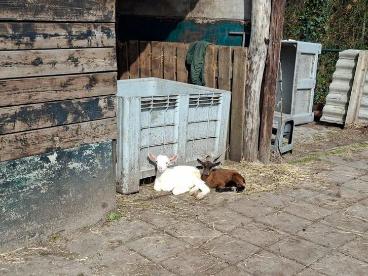Leblam, Dieren en Toebehoren, Schapen, Geiten en Varkens, Geit, Mannelijk, 0 tot 2 jaar