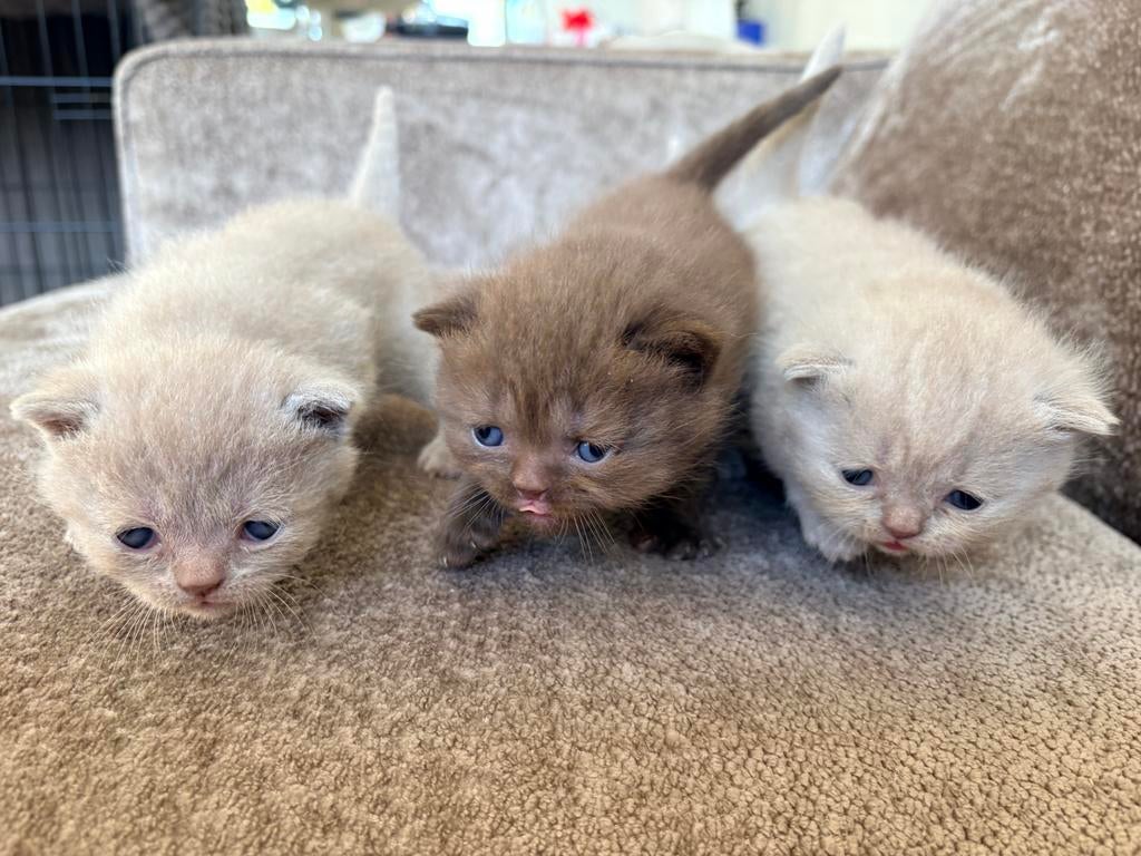 ** Prachtige Brits Britse kittens Choco/Cinnamon/Point/Lilac, Meerdere dieren, Ontwormd, 0 tot 2 jaar