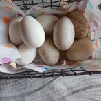 Broed eieren twentse landgans, Dieren en Toebehoren, Geslacht onbekend, Kip