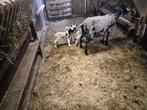 Schaap met 3 ram lammeren, Vrouwelijk, Schaap