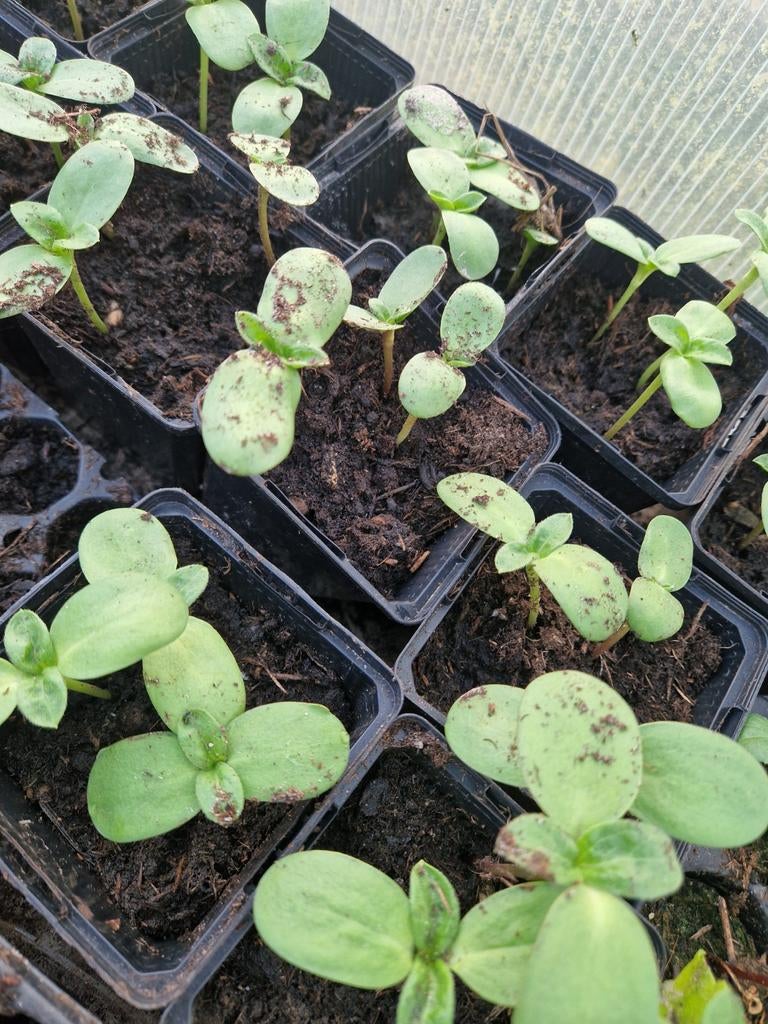 Zonnebloemen zaailingen, Ophalen, Eenjarig, Overige soorten, Volle zon