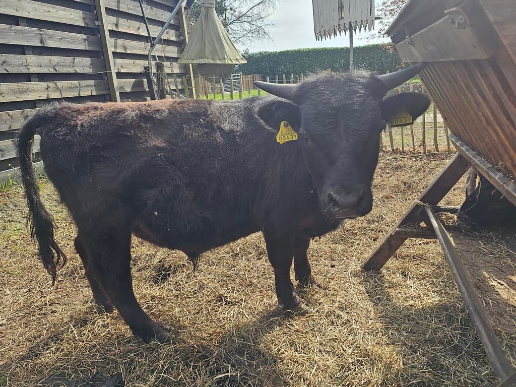 Aangeboden zeer kleine dekstier dahomey, Mannelijk