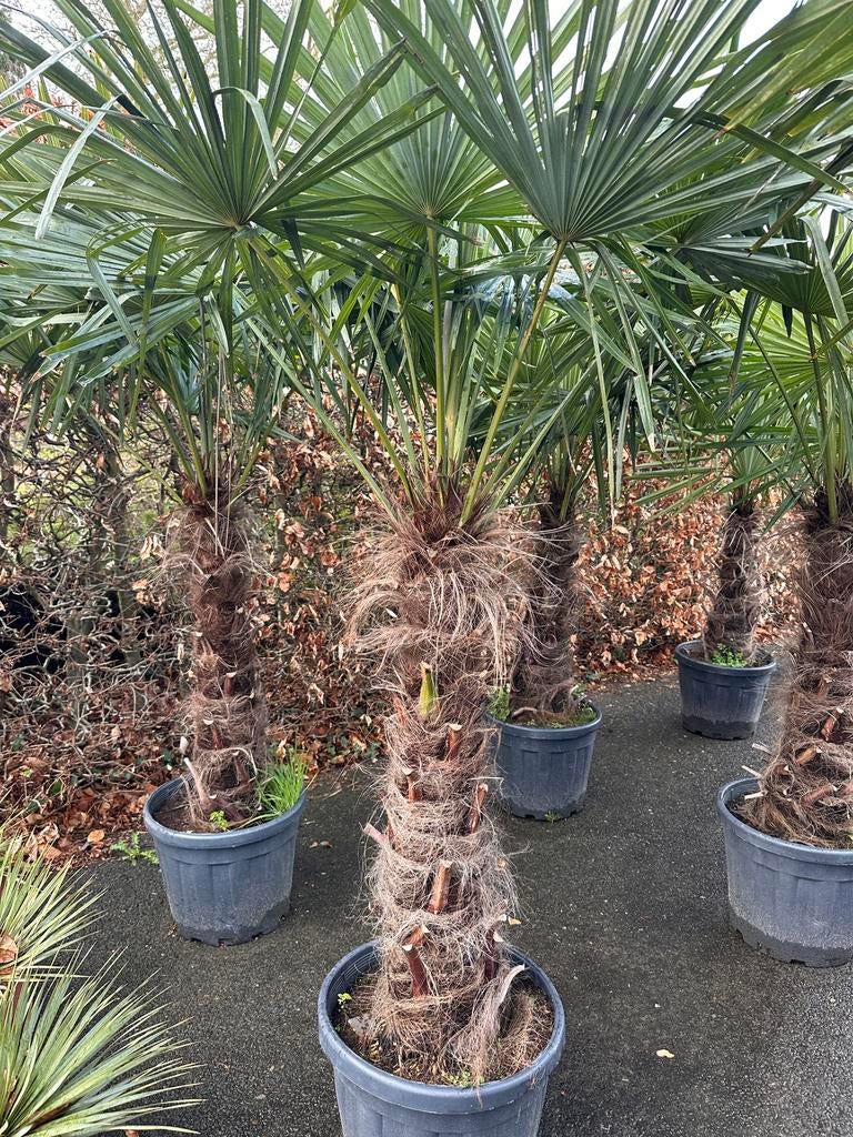 Trachycarpus fortunei (160/180cm planthoogte), Tuin en Terras, Planten | Bomen, Ophalen, Volle zon, Palmboom, Minder dan 100 cm