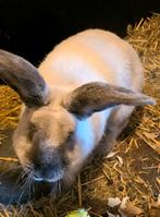 Hele mooie Duitse Reus, Mannelijk, Groot