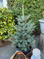 Verschillende dennen, Tuin en Terras, Ophalen of Verzenden