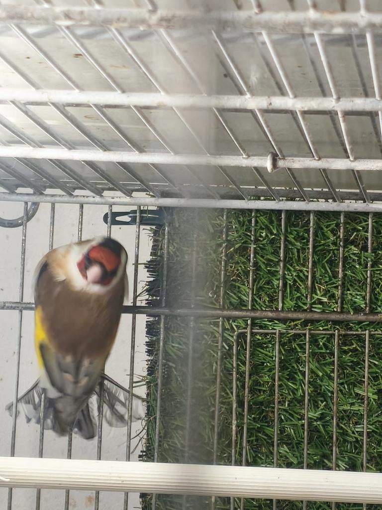 Major putters distelvink, Meerdere dieren, Parkiet