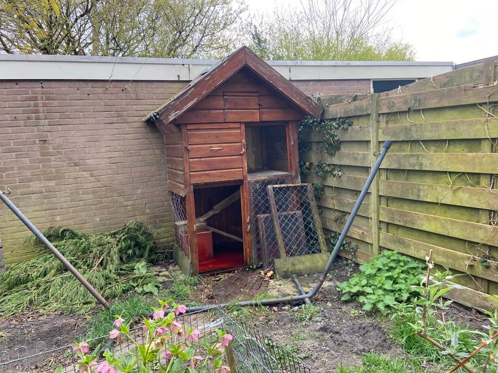 konijnenhok kippenhok, Vrouwelijk, Groot, 3 tot 5 jaar