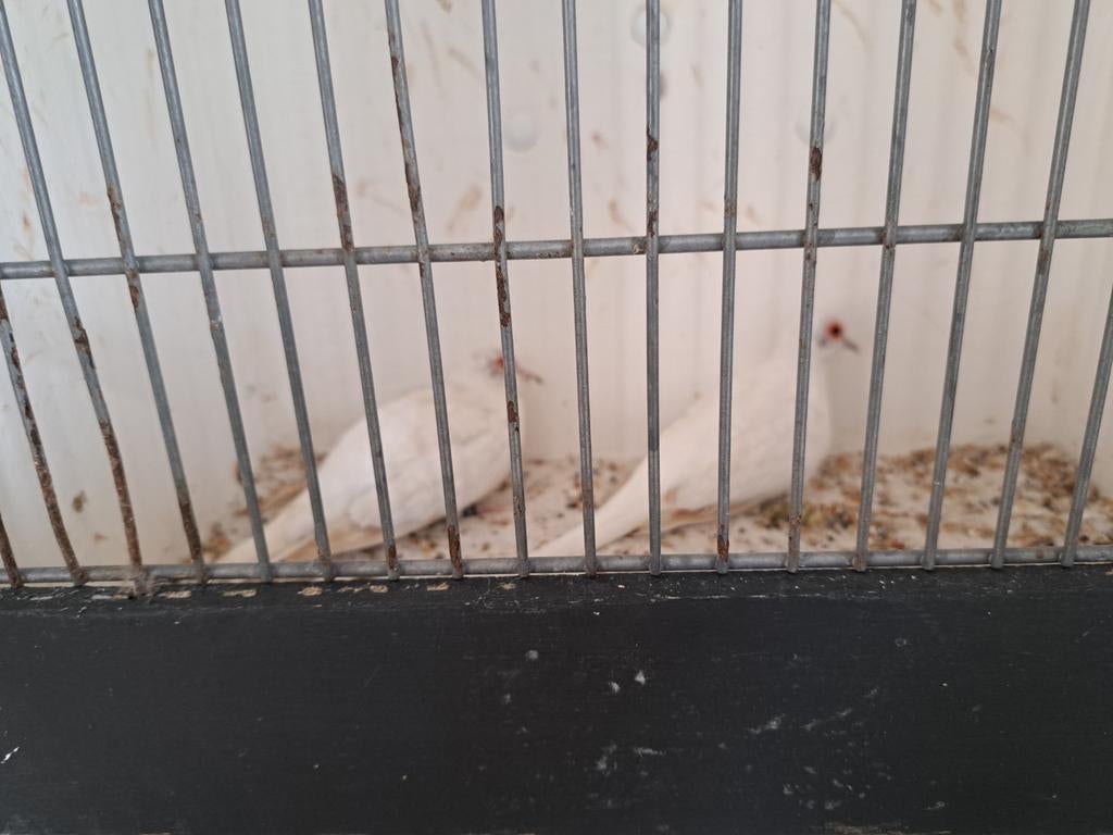 Diamantduivinnen witstuit topaas bruin, Dieren en Toebehoren, Vogels | Overige Vogels, Meerdere dieren, Geringd