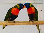 Lori van de blauwe bergen 2025, Dieren en Toebehoren, Meerdere dieren, Parkiet, Geringd