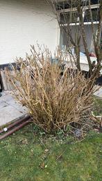 hortensia, 100 tot 250 cm, Zomer, Palmboom, Ophalen