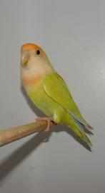 Agapornis Aqua Pallid split Ino Opaline, MAN., Mannelijk, Dwergpapegaai of Agapornis, Geringd