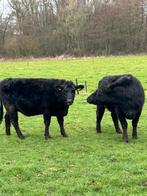 Te koop 2 drachtige Angus vaarzen, Vrouwelijk
