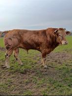 Blonde stamboek stier., Meerdere dieren