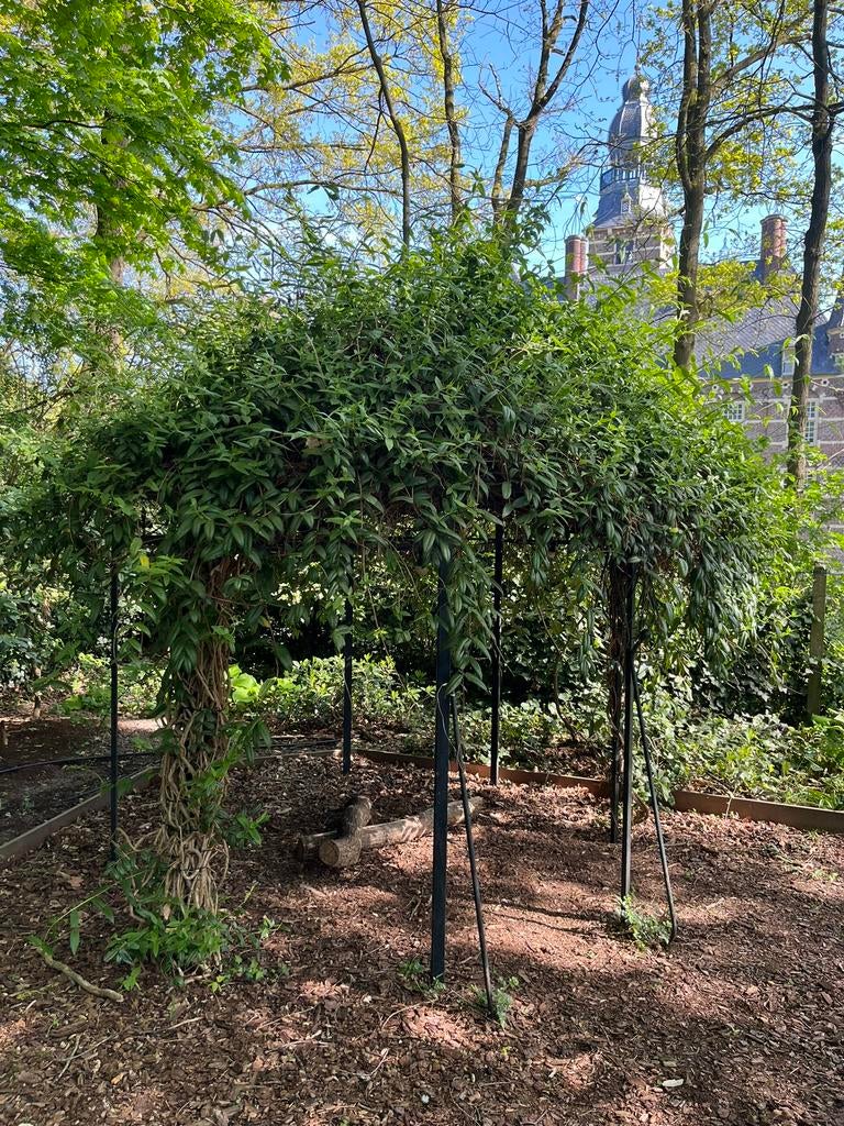 Pergola +/- 2mtr diameter gratis af te halen, Ophalen, Gebruikt, Overige typen
