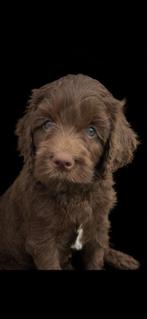 Medium, fleece choco doodles met Australian bloed, Parvo, Overige rassen, 8 tot 15 weken, Meerdere