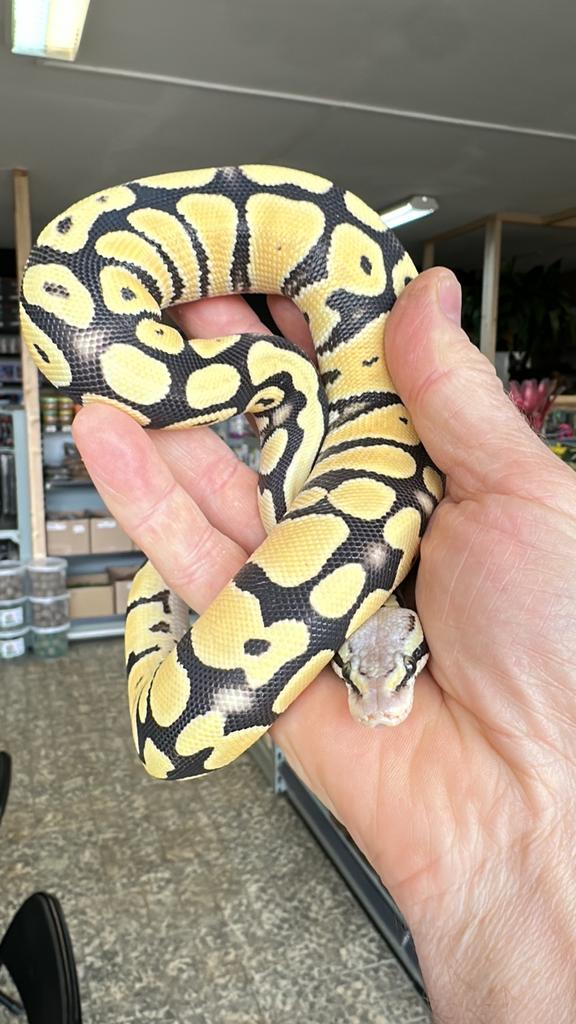 Python regius Super Pastel DG 0.01, Dieren en Toebehoren, Slang, 0 tot 2 jaar