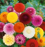 Dahlia Pompon stekjes, Ophalen of Verzenden, Volle zon, Knol