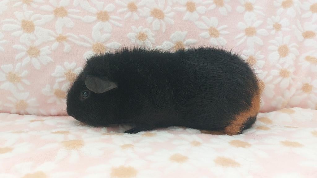 Us teddy beer met stamboom, Dieren en Toebehoren, Knaagdieren, Cavia, Mannelijk, December, Tam