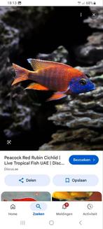 Aulonocara rubin red tekoop gevraagd, Vis