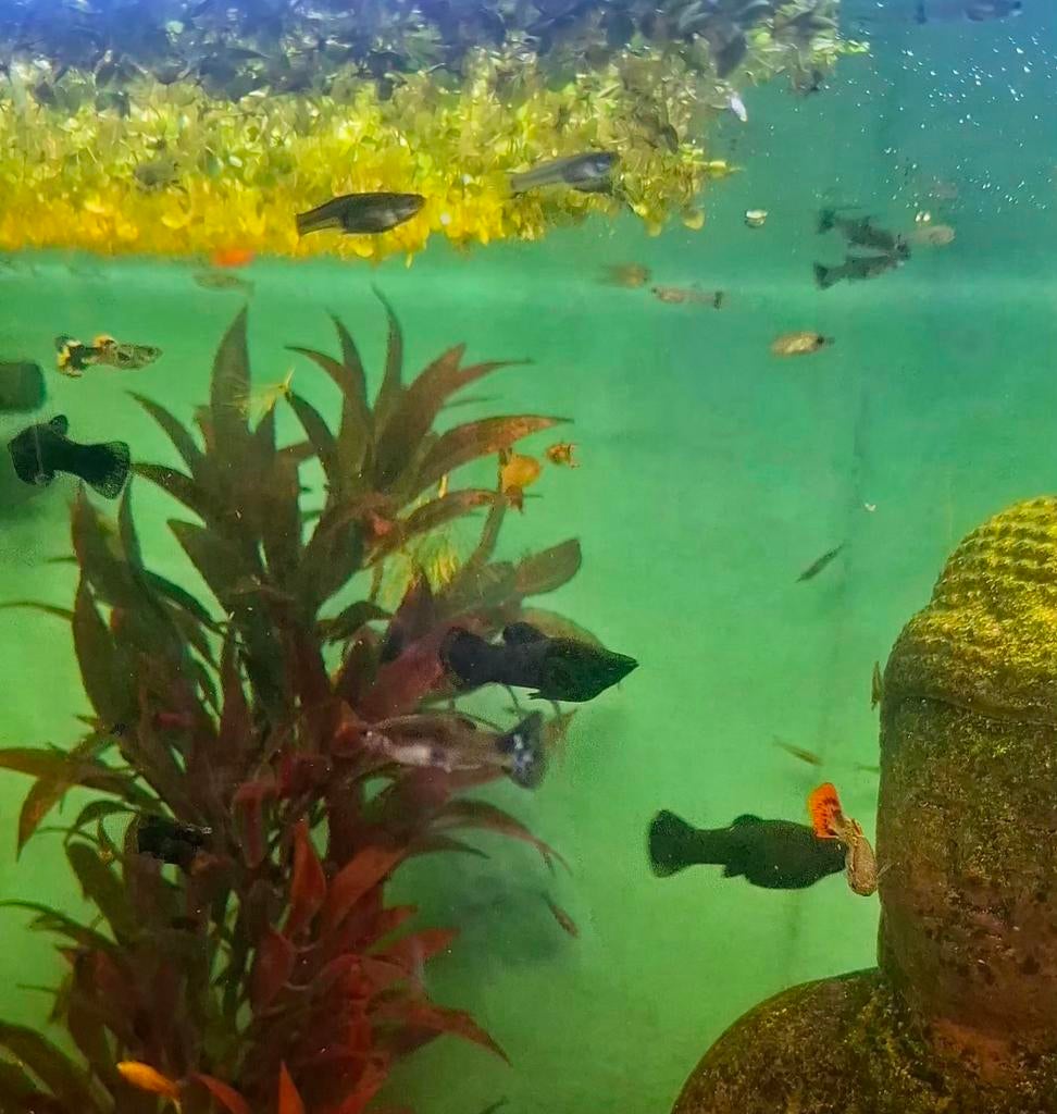 Black molly en diverse visjes, Dieren en Toebehoren, Vis, Zoetwatervis