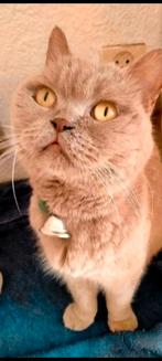 Britse korthaar kittens en ragdoll kittens, Meerdere dieren, Ontwormd, 0 tot 2 jaar