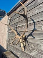 Hertengewei edelhert gewei schedel jachttrofee, Verzamelen, Ophalen of Verzenden, Gebruikt, Hert, Schedel