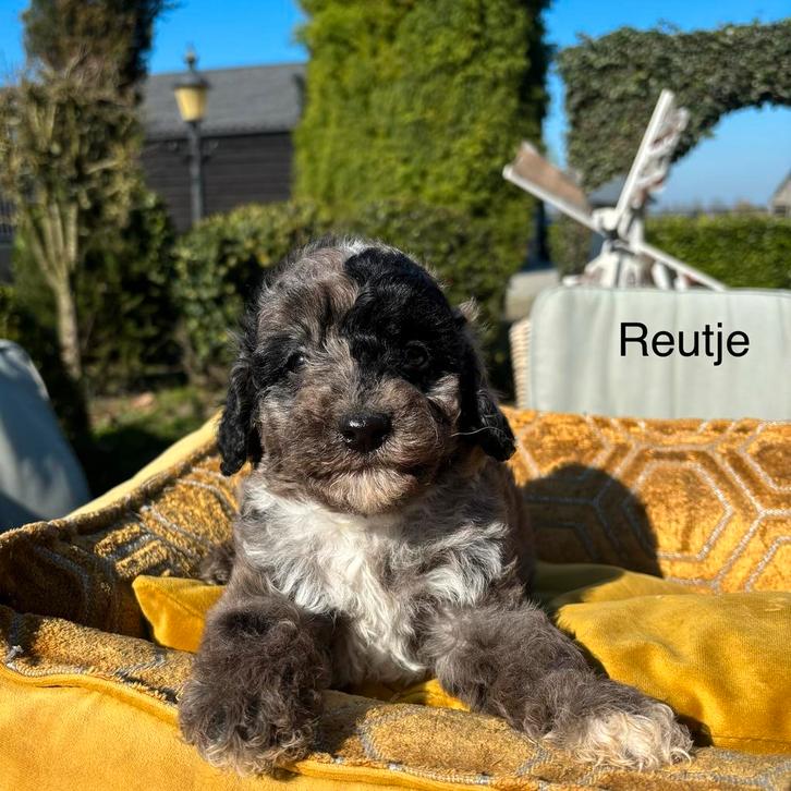 Boomer x labradoodle mini pups, Dieren en Toebehoren, Honden | Chihuahua's en Gezelschapshonden, Meerdere dieren, Overige rassen