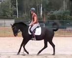 Fanatieke E-pony/klein paardje, Minder dan 160 cm, L, 11 jaar of ouder, Recreatiepaard