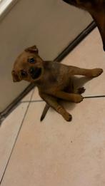 Nog 1 reutje te koop, Overige rassen, Meerdere, Meerdere dieren, Nederland