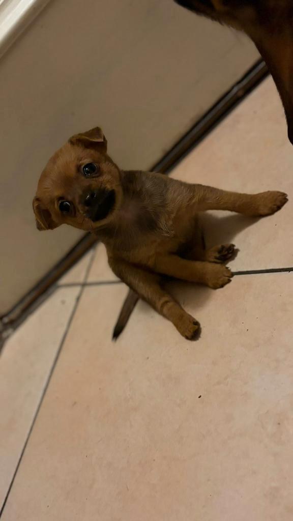 Nog 1 reutje te koop, Dieren en Toebehoren, Honden | Chihuahua's en Gezelschapshonden, Meerdere dieren, Overige rassen, Particulier