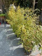 Bamboe niet woekerend, Tuin en Terras, Planten | Tuinplanten, Vaste plant, Siergrassen, Ophalen of Verzenden, Bloeit niet