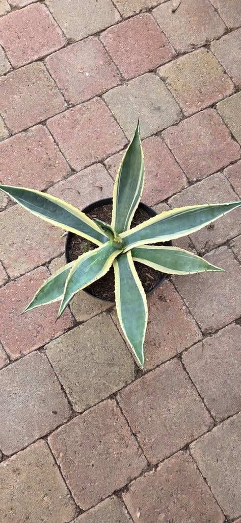 Bonte Agave Americana Variegata, Tuin en Terras, Planten | Tuinplanten, Ophalen, Bloeit niet, Overige soorten, Volle zon