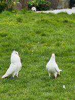 Duiven, Meerdere dieren, Overige soorten