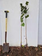 Hazelaar - Hazelnoot -Corylus avellana 80/100 cm kale wortel, Ophalen, Overige soorten, Minder dan 100 cm