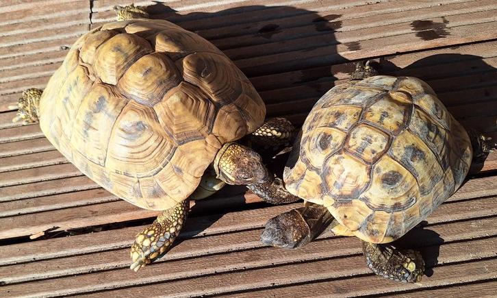 Koppel Griekse landschildpadden Tortoise - male for sale from Dorien