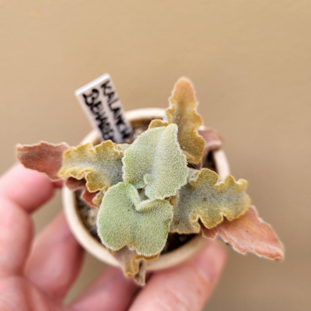 Kalanchoe Beharensis Brown Minima, Huis en Inrichting, Kamerplanten, Verzenden, Halfschaduw, Minder dan 100 cm