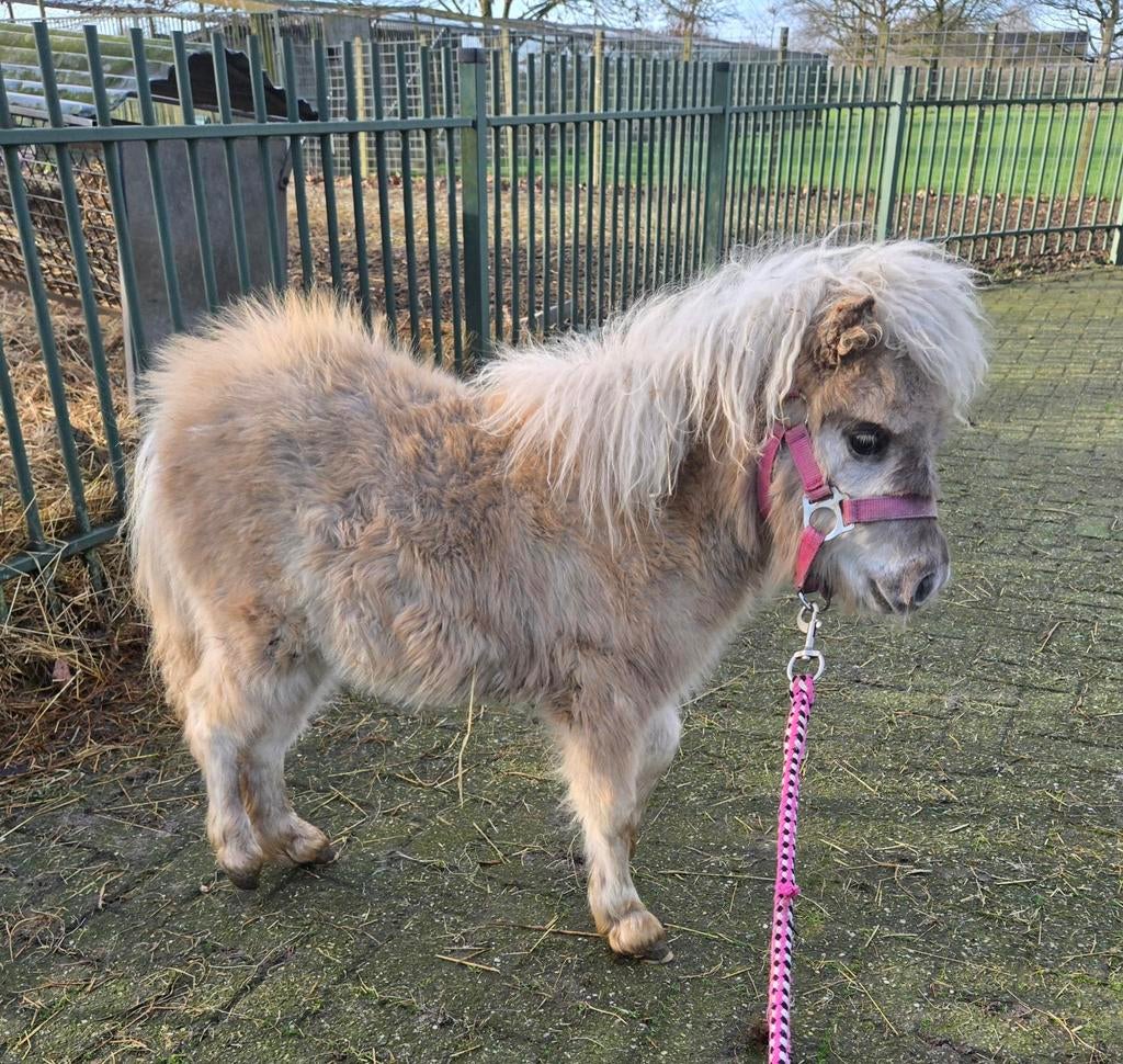 Superkleine, mooie, lieve, knappe, mini merrie, zilverappel, Dieren en Toebehoren, Pony's, Merrie, Niet van toepassing, A pony (tot 1.17m)