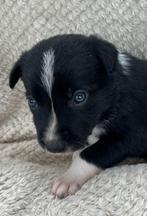 Border Collie Pups met Stamboom - Schapendrijvers, Dieren en Toebehoren, Parvo, 8 tot 15 weken, Collie, Meerdere