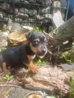 Jackrussel pups black en tan, Jack Russell Terriër, Meerdere, Meerdere dieren, Nederland