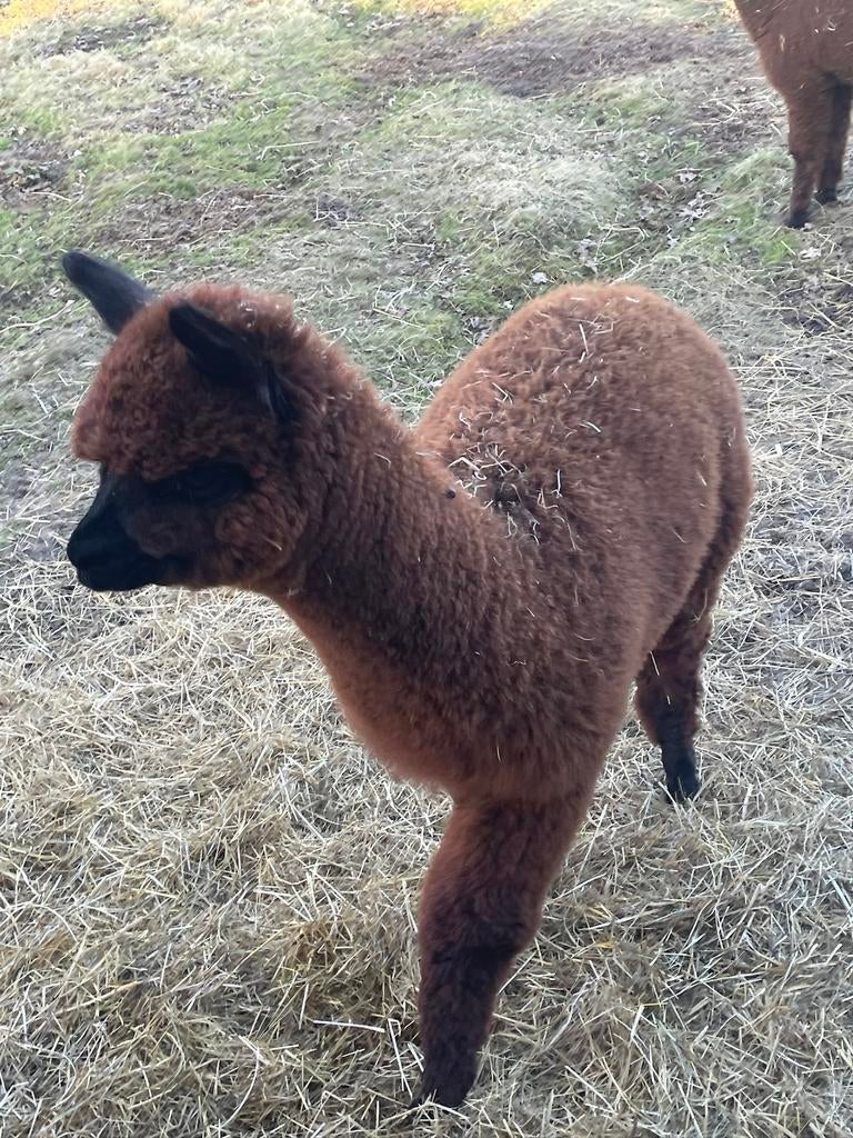 Mooi bruin jong allaca hengstje 9 maanden, Dieren en Toebehoren, Overige Dieren, Juli, Mannelijk