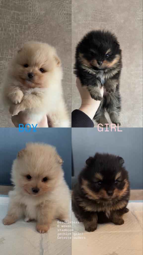 Creme Reu&Black'tan teefje Dwergkees Pomeranian Fci stamboom, Dieren en Toebehoren, Honden | Poolhonden, Keeshonden en Oertypen