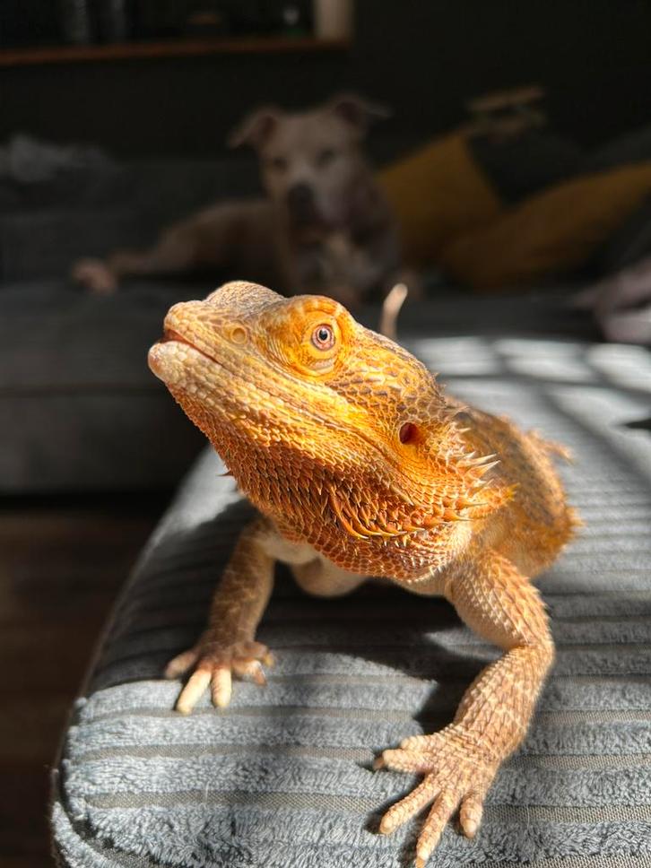 Baardagaam inlucief terrarium en toebehoren