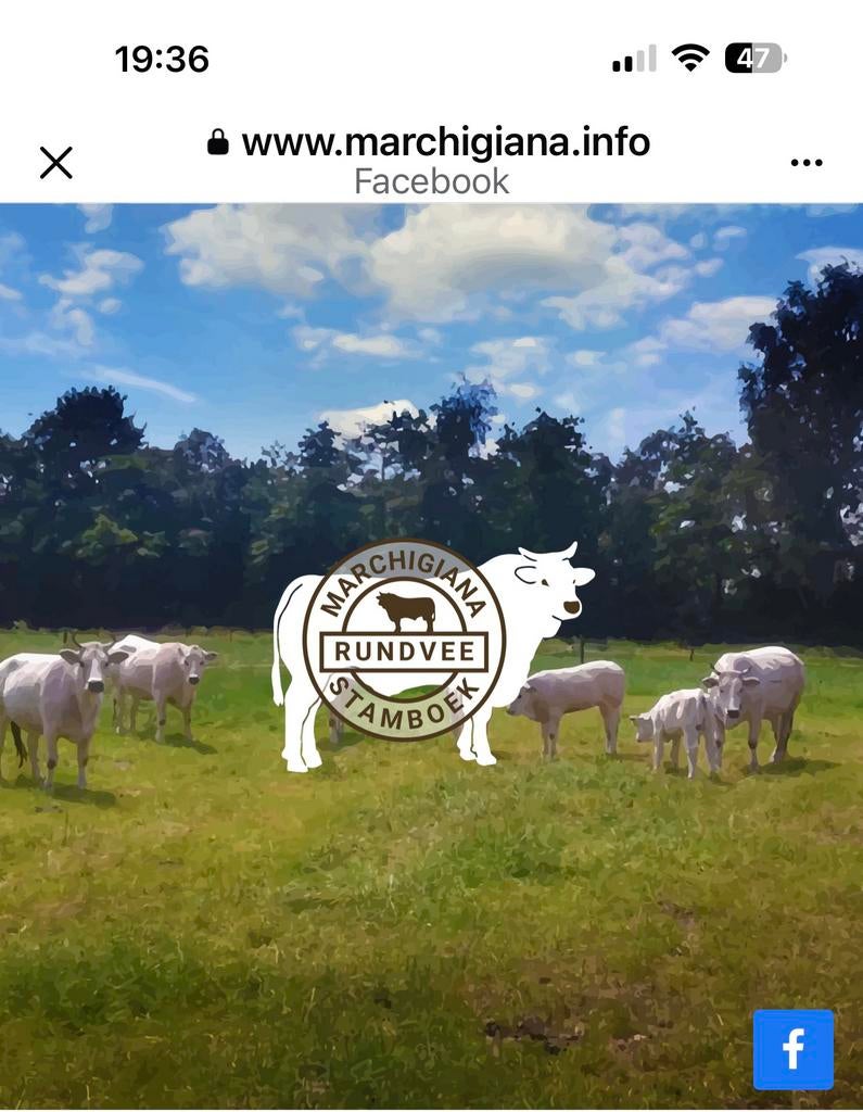 Marchigiana, Dieren en Toebehoren, Runderen, Meerdere dieren