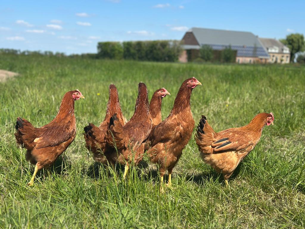 Jonge tamme Red Star kippen gesekst en ingeënt, Dieren en Toebehoren, Pluimvee, Vrouwelijk, Kip