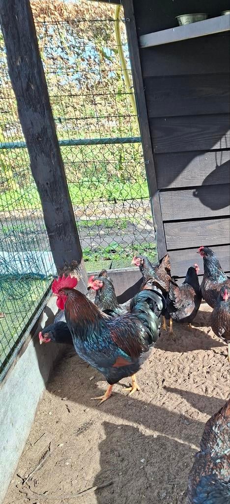 Broedeieren bruin dubbel gezoomde Barnevelders, Dieren en Toebehoren, Pluimvee, Geslacht onbekend, Kip