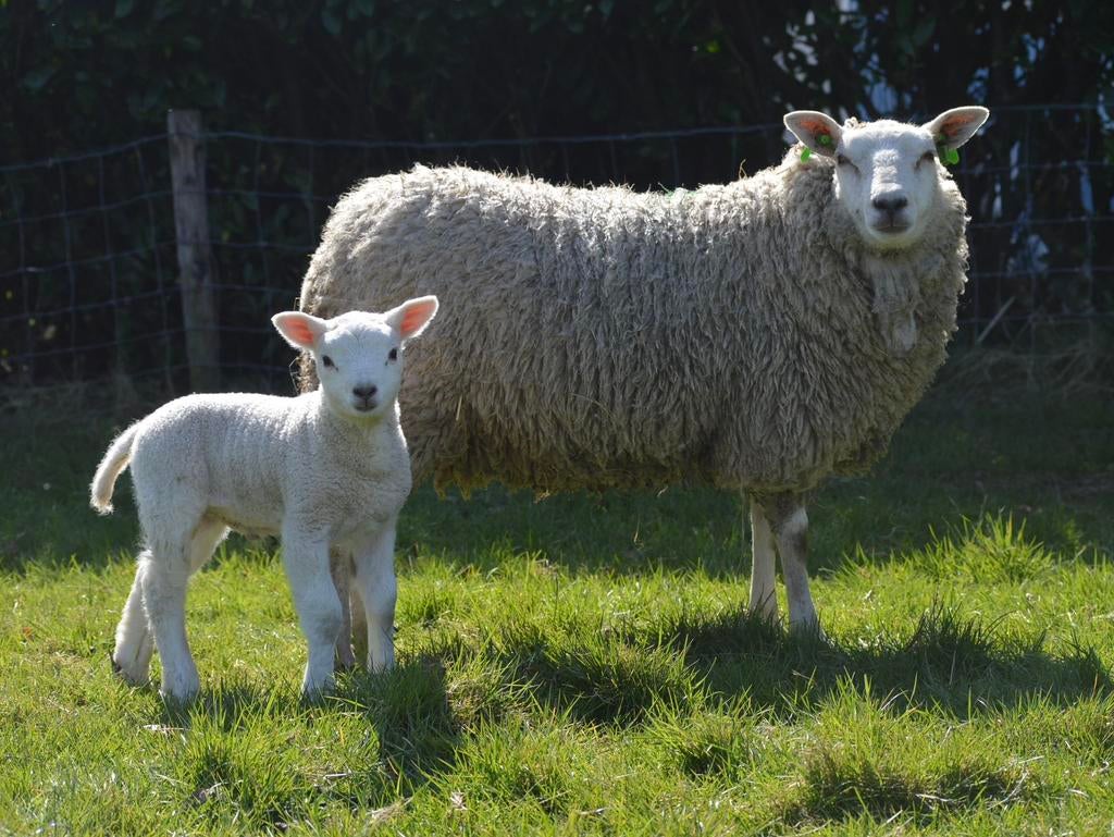 Schaap met lam, Mannelijk, Schaap