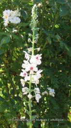 mottenkruid  (albiflorum), Volle zon, Tweejarig, Zomer, Ophalen