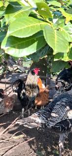 broedeieren, Dieren en Toebehoren, Pluimvee